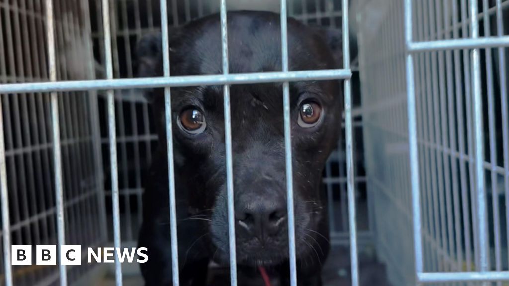 How an IT mix-up led a BBC investigation to unmask one Europe’s biggest dog fighters