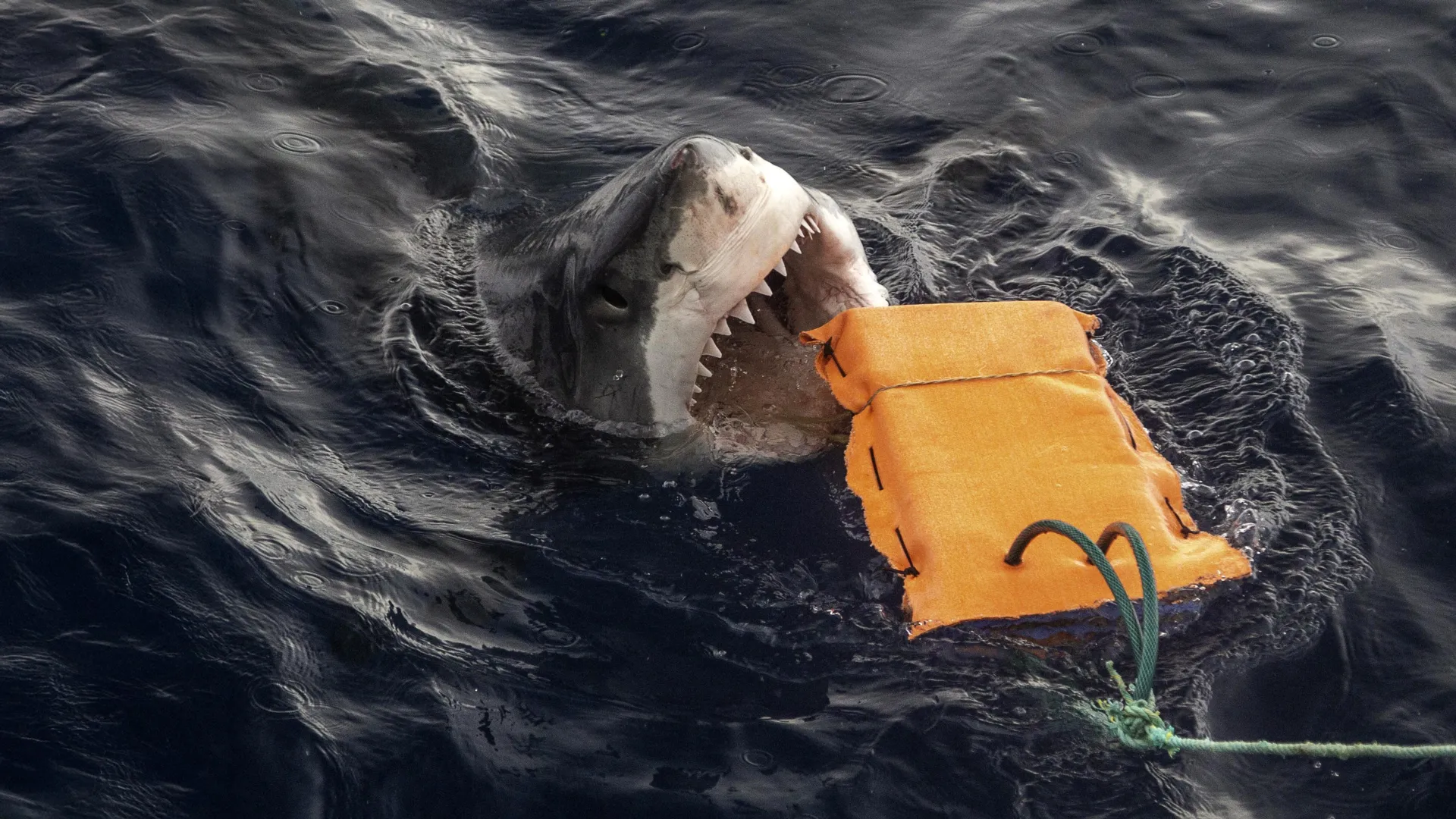 Breakthrough wetsuits slash shark attack injuries and save lives